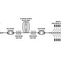 fiber laser / continuous / OEM - 0.5 - 1 kW | redPOWER