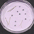 NTCs thermistor - - 40°C ... +500°C