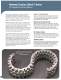 Duplex Silent Chains - Ramsey Products