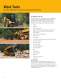Skid Steer Loaders - Caterpillar Equipment