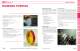 OPTICS CATALOG AND REFERENCE GUIDE - II-VI INFRARED
