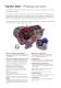 TopGear MAG - Seal-less Internal Gear Pumps - Johnson Pump