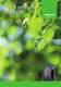 NHT TRI 2 tyres brochure - Nokian Heavy Tyres