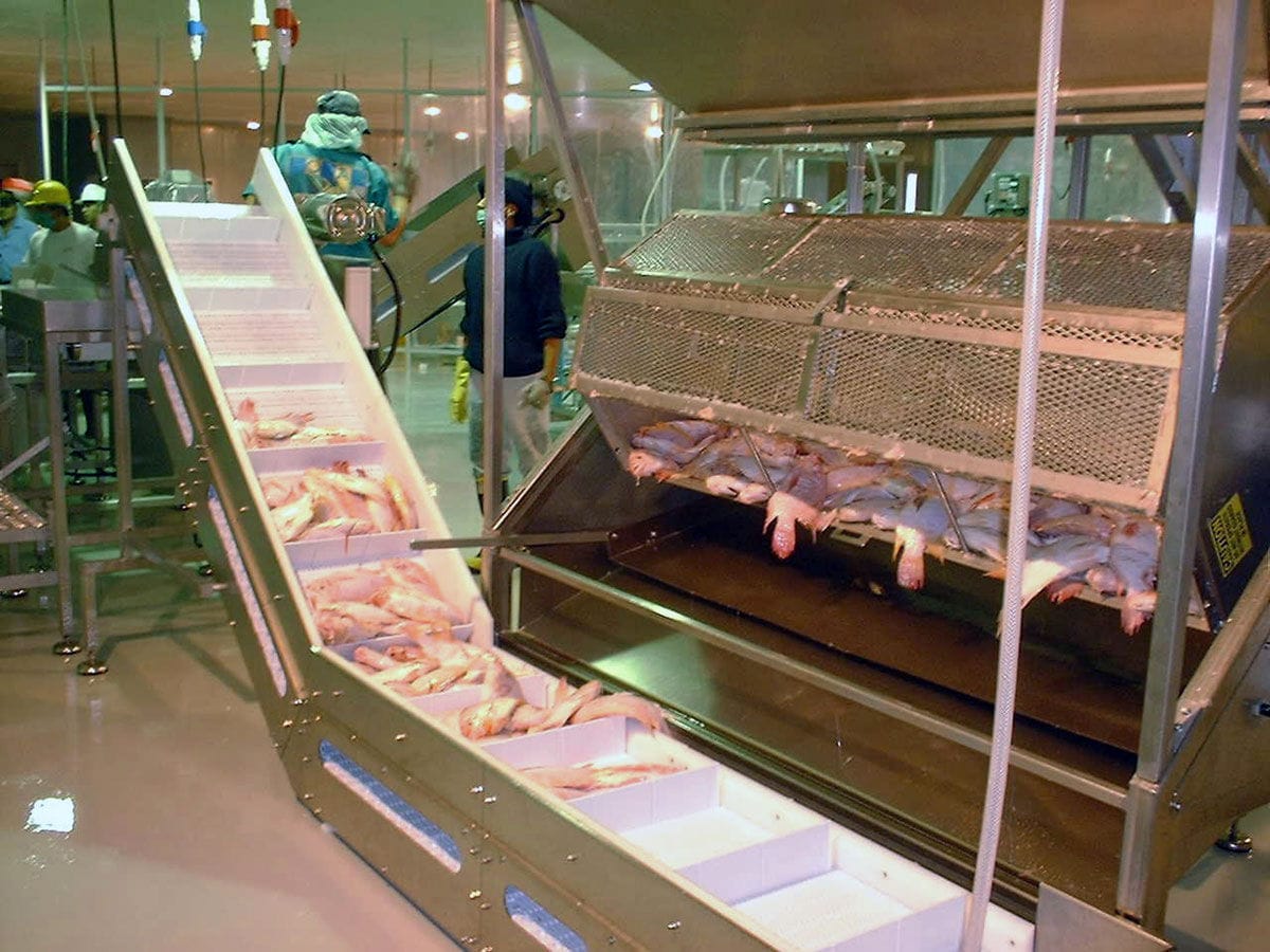 Perch fish scaling machine PSM Series Pisces Fish Machinery Inc.