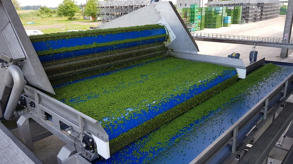 Bulk Feeder Belt Automatic Corn Bf Uni Bulkfeeder Pollak