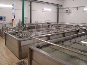 cheese brining system