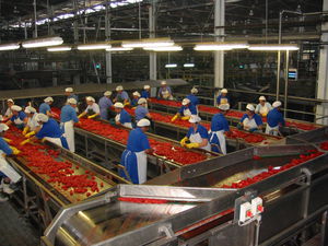 tomato sorting table