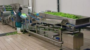vegetable grader