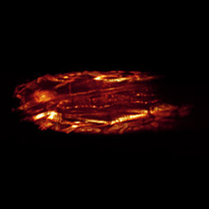 optical microscope 1