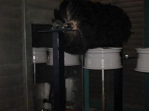 cylindrical roller brush