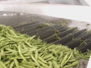 green beans separator