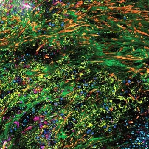 Optical microscope - STELLARIS - Leica Microsystems GmbH - for analysis / for research / fluorescence