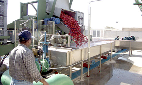 Belt conveyor - Ing.A.Rossi - transfer / overturning / for the food industry