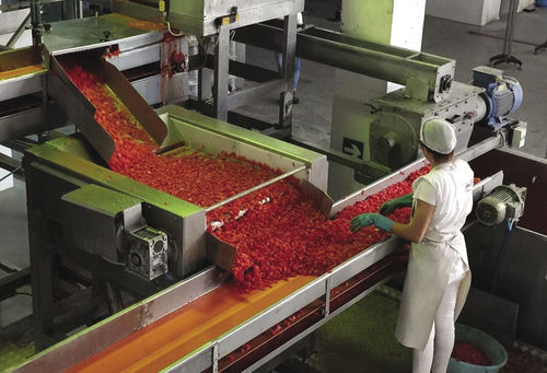 Roller conveyor - Agromeccanica srl - drain / for fruit / for tomatoes