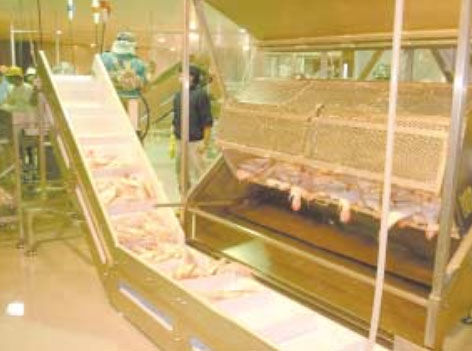 Automatic fish scaling machine - DS Series - Pisces Fish Machinery Inc. - semi-automatic