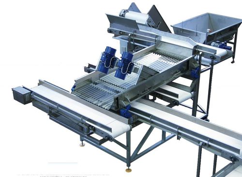 Vegetable gauging - 1364 - TECNOCEAM - belt / with conveyor