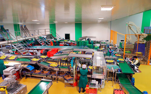 Packaging line for the food industry - CALIBRAFRUTA LDA - for fruit / robotic
