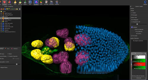 Analysis software - Imaris - Andor Technology - image analysis / visualization / tracking
