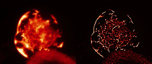 Post-processing software - SRRF Stream+ - Andor Technology - imaging / real-time