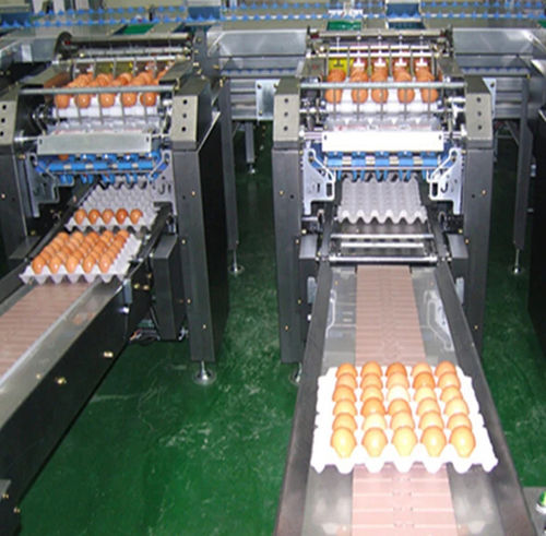 Egg food cleaning machine - Shanghai Genyond Technology Co Ltd - automatic / belt / spraying