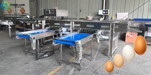 Food grader - FL-3 - Henan Hongtu Machinery Manufacturing Co., Ltd. - for eggs / for poultry / scale