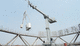 telescopic jib crane