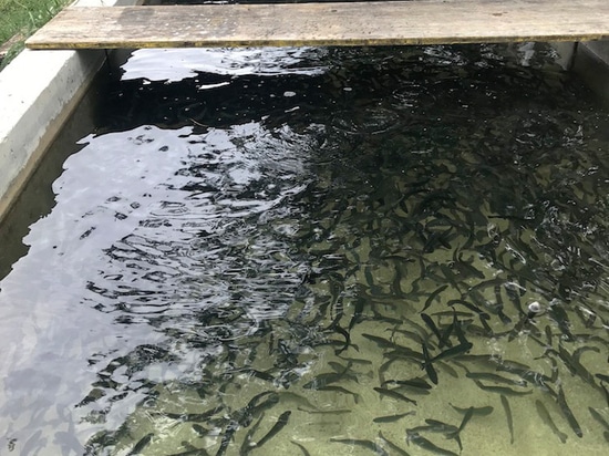 SELF-GENERATED OXYGEN AS A FACTOR FOR SUCCESS IN FISH FARMING