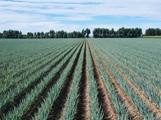 Green onion field in Tongliao, China