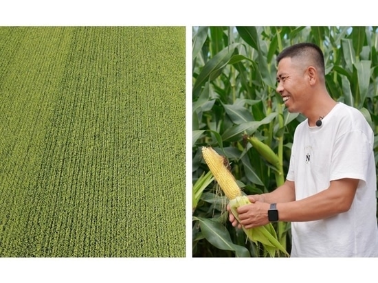 A local farmer, Mr. Guo, and his corn field in Tongliao.