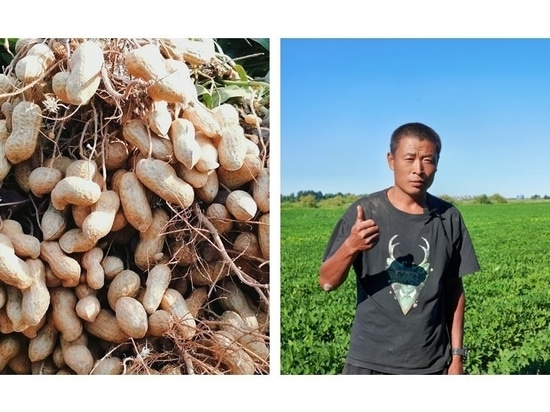 Mr. Jiang, a peanut farmer in Tongliao, and his crop.