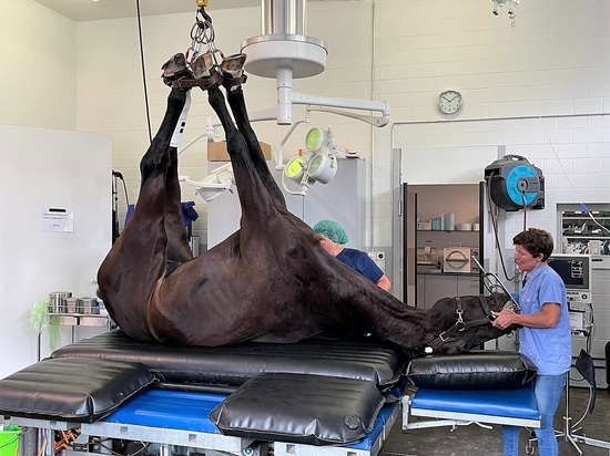 Horse on treatment table