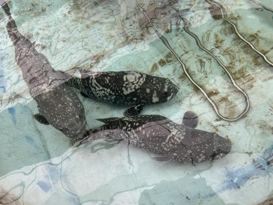 Application Case of Aquaculture in Korean