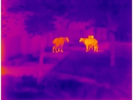 Outdoor Exploration and Wildlife Patrol