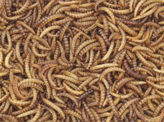 Black Soldier Fly (BSF)
