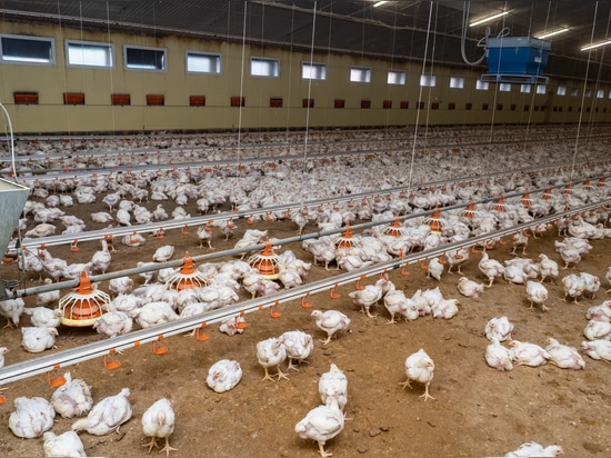 Broiler Poultry
