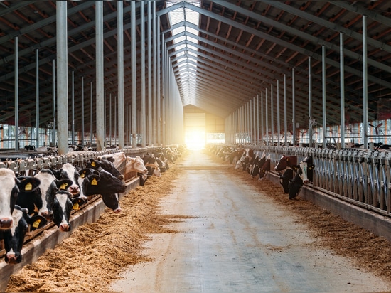 Dairy Cows