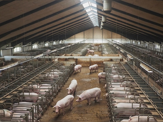 Fattening Pigs