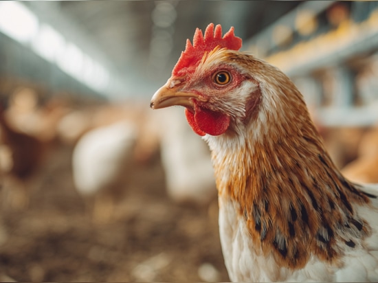 Poultry Farming