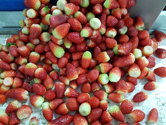 The frozen and freeze-dried strawberries