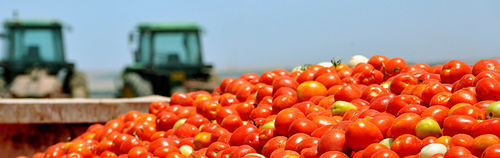 ソフトウェア管理用ソフトウェア - SLV Tomato - Cachapuz Bilanciai Group - 農業 / 高性能