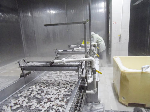 水用冷却器 - ZD-XL 1500 - Shrimp Machine - エビ用 / ステンレス鋼製 / コンベヤー ベルト付