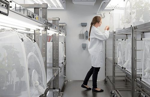 植物用グロースチャンバー - Fitotron® SGR - Weiss Technik - 虫 / 大型