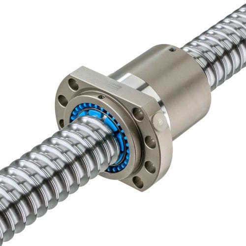 現品】ダシリリオン・ロンギシマム 15号相当 発根済 Eく番 現品