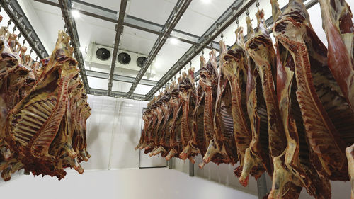 ヒツジ用屠殺ライン - CANTEK Cold Storage - Meat Processing - ヤギ用