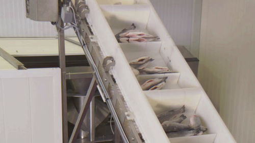 魚加工ライン - CANTEK Cold Storage - Meat Processing