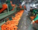 Linhas de processamento de legumes