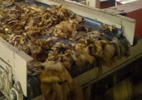 Correia em material plástico - Peflex - AMMERAAL BELTECH - para produtos alimentares / industrial / resistente a produtos químicos