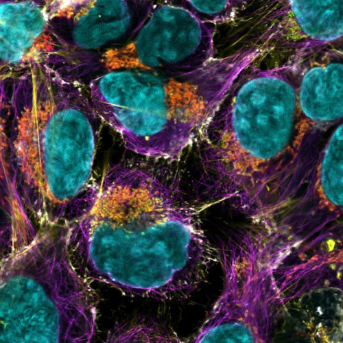 Microscópio óptico - STELLARIS - Leica Microsystems GmbH - para análises / para pesquisa / de fluorescência