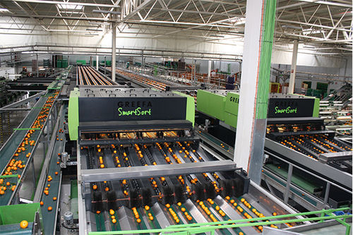 Máquina classificadora para a indústria alimentícia - SMARTSORT - Greefa - automática / para fruta / contínua
