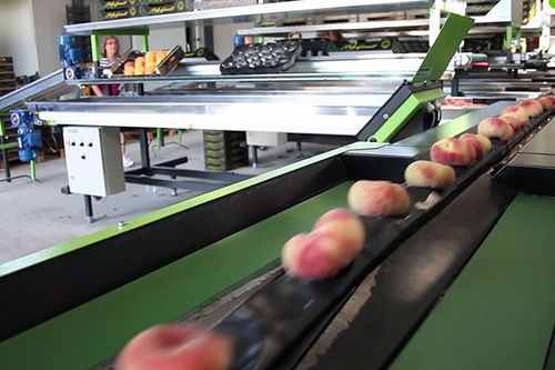 Máquina classificadora para a indústria alimentícia - MULTISORT - Greefa - automática / para fruta / para hortaliças